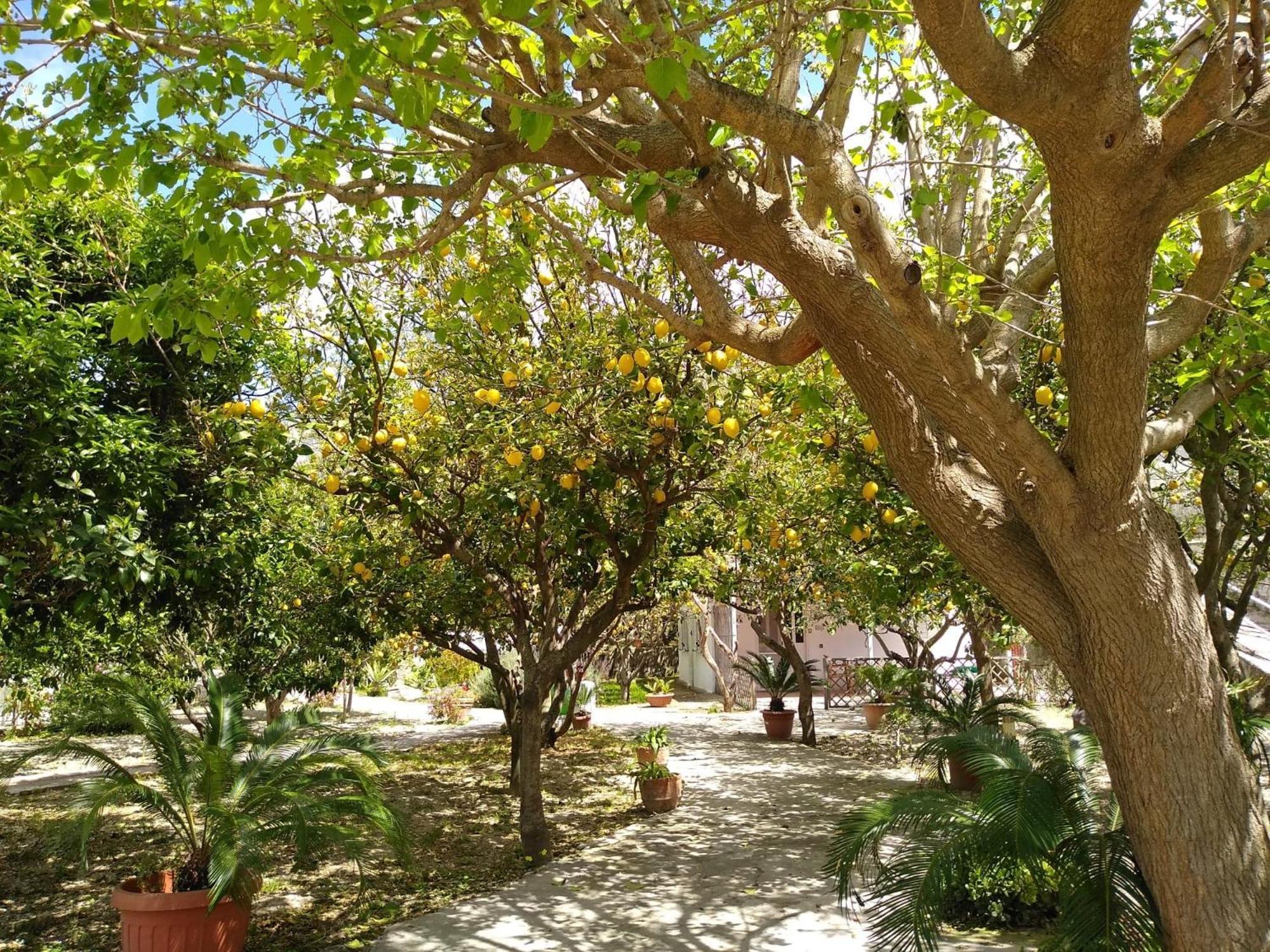 Residence Limoneto Ischia Forio  Екстер'єр фото