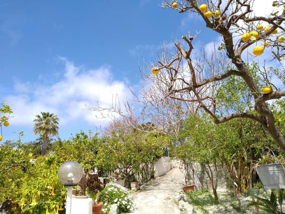 Residence Limoneto Ischia Forio  Екстер'єр фото
